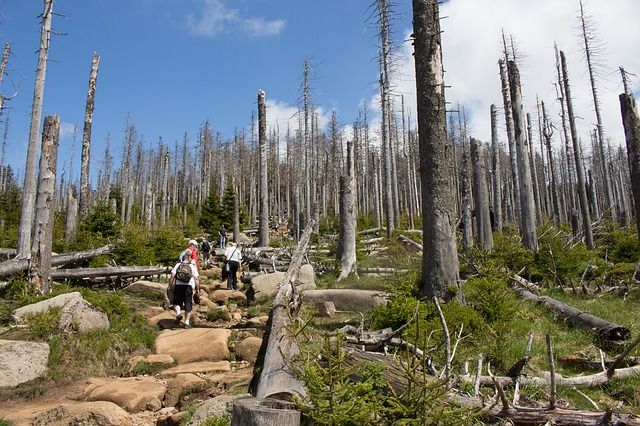 Abgestorbener Wald